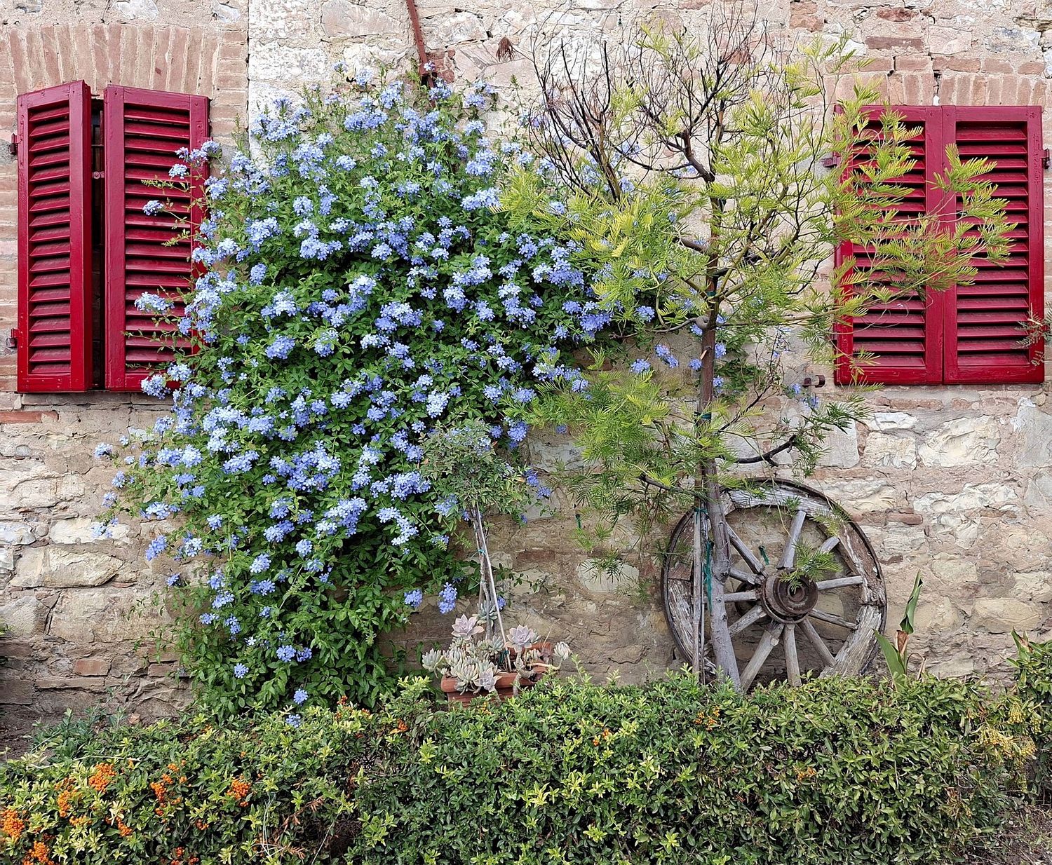 Un muro di pietra con persiane rosse e una pianta fiorita in un vicolo di Castelnuovo Berardenga