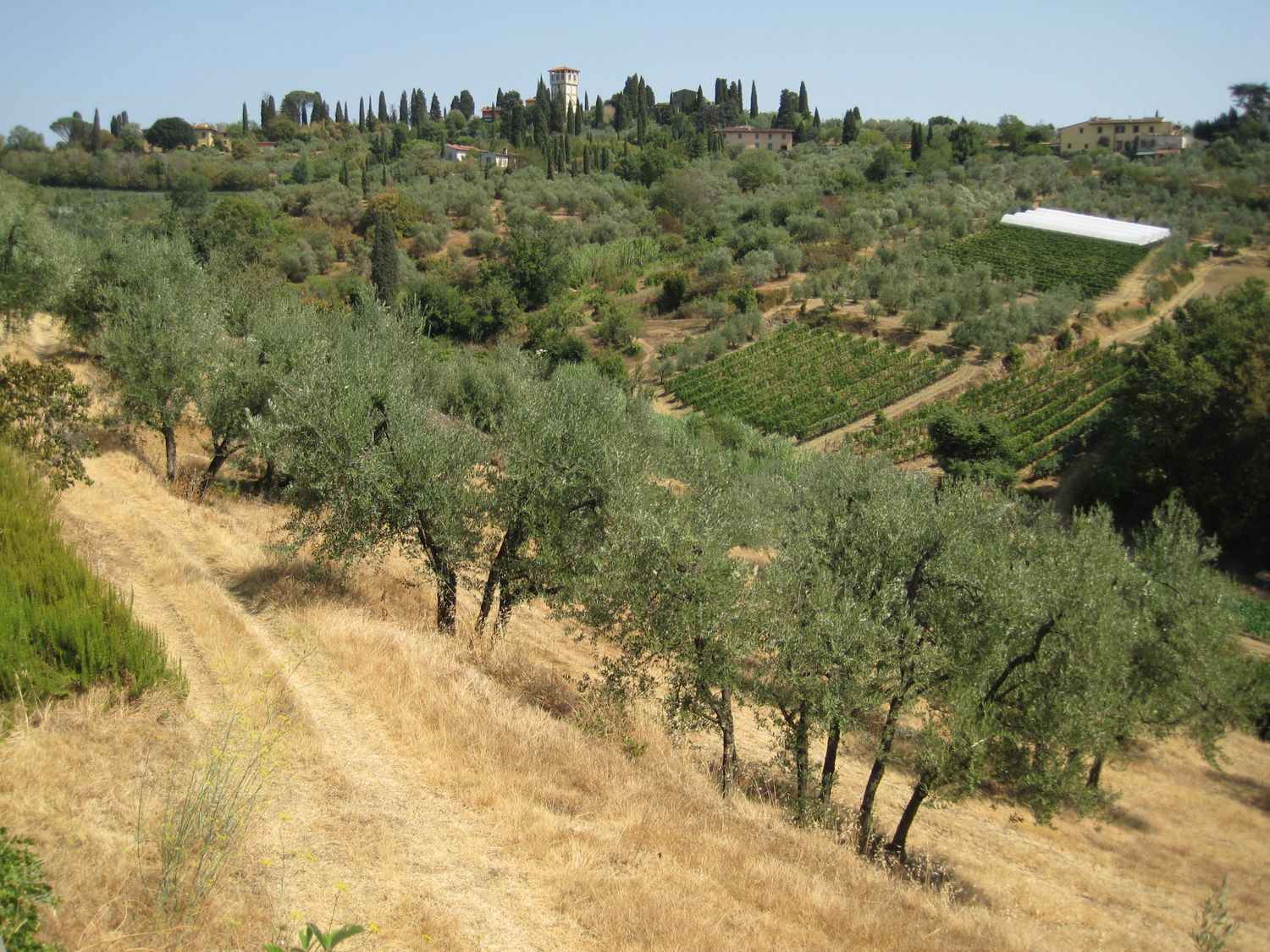 Un uliveto toscano su una collina con una strada sterrata che lo attraversa