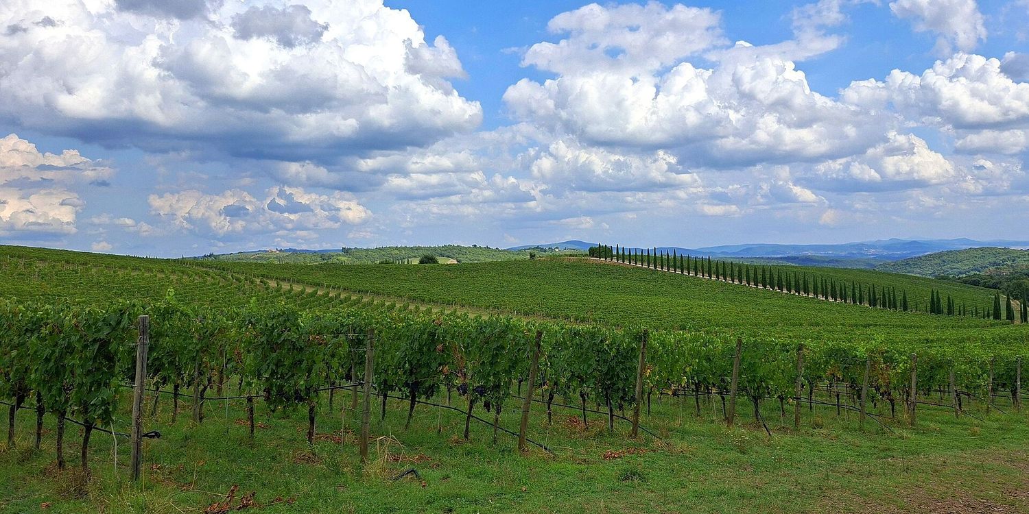 Un vigneto a San Gusmè, nel comune di Castelnuovo Berardenga, sotto un cielo di nuvole